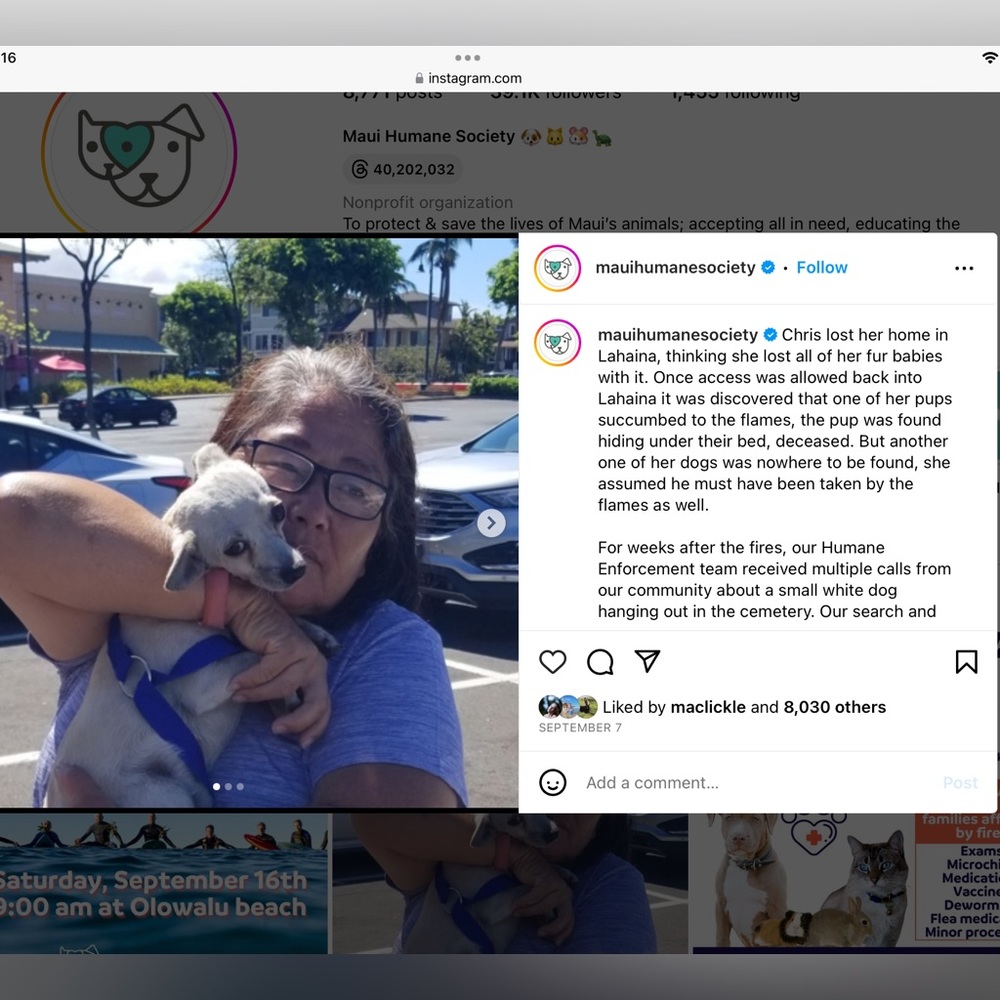 Lahaina 🐈🐴🐇🐾🐶🐎🦮🐾🐈⬛🐓🐰Rescued Lahaina Animals - Picture 7 of 14